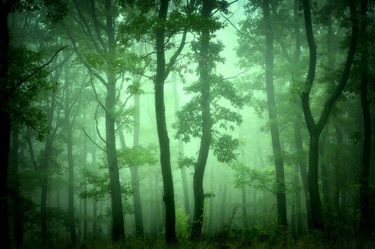 Green forest in fog, oak trees with green leafs in foggy conditions,light background.Gloomy magical landscape at autumn/fall. South Moravia, Eastern Europe.   .