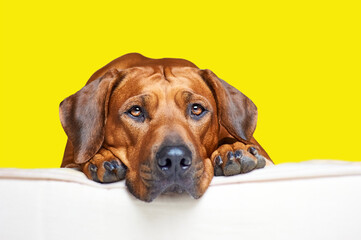 Close up Rhodesian ridgeback dog lying on white bed and looking at camera. Isolated on yellow background. 