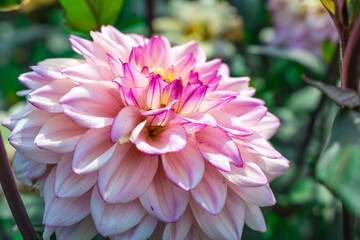 Pink Dahlia flower on a green background. Autumn flower.Hello autumn