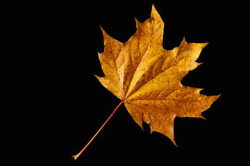 Yellow and red autumn leaves isolated on black background. Autumn composition - maple leaves on black background, flat lay, top view 