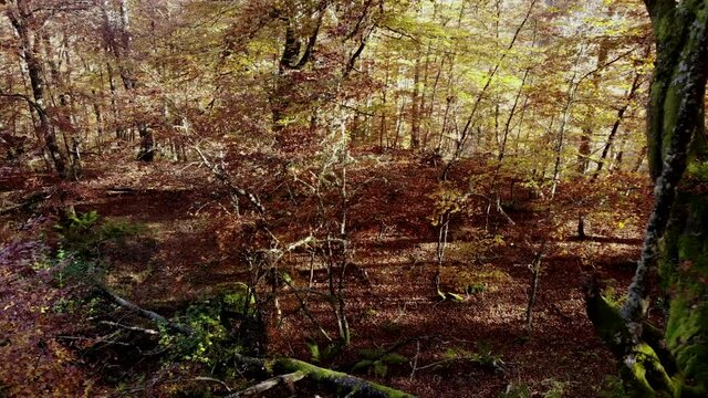Bosque con el suelo tapizado con hojas secas en el suelo durante el oto&ntilde;o, los arboles m&aacute;s viejos conservan el musgo pegado.