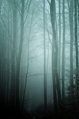 Mysterious foggy forest covered with glaze ice and rime. Fog,beech trees, gloomy winter landscape, forest trail. Eastern Europe.  .