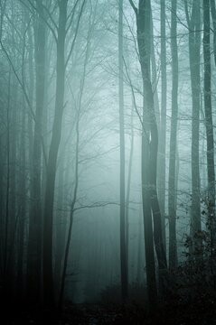 Mysterious foggy forest covered with glaze ice and rime. Fog,beech trees, gloomy winter landscape, forest trail. Eastern Europe.  .