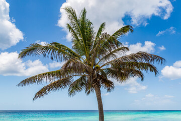 A Palm Tree and the Caribbean Sea