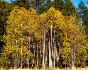 Fall Color Aspen Trees at Sunset on Ranch
