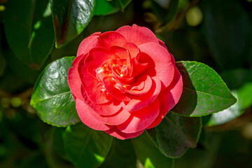 Looking down at a pink camellia flower, with a shallow depth of field © lemanieh