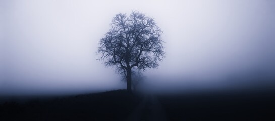 Isolated tree in fog surrounded by mysterious gloomy landscape,rain,mist,road,negative space for...