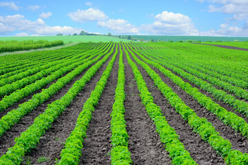Fototapeta na wymiar Field with planted currants
