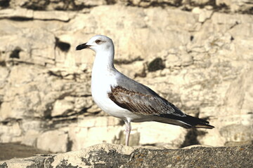 White Dalmatian seagull on a rock