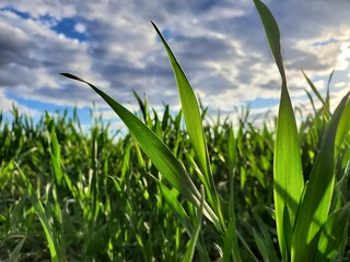 grass and sky