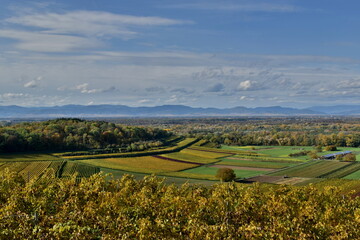 Weinberge in Burkheim im Herbst