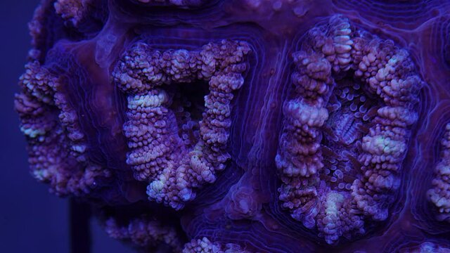 acanthastrea coral blue time lapse macro