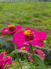 Pink Zinnia flower in garden