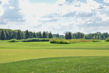 landscape with green grass and sky