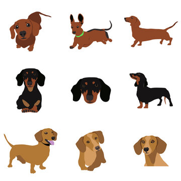 Vector image. The illustration shows different dogs in different breeds are hand-drawn. Suitable for coloring pages, pet shop or pet lovers.