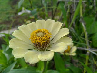 Yellow Zinnia flower in garden close-up view
