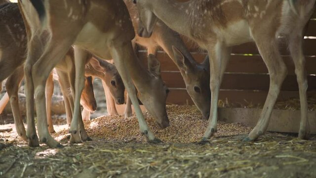 Herd of wild baby dappled deer eats yellow corns from pile on straw standing at large wooden stable fence on summer day slow motion close low angle shot.