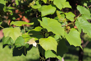 A beautiful vine with grapes at the beginning of growth.