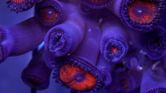 zoanthus coral red multiple polyps opening up macro time lapse