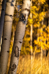 Fall Color Aspen Trees at Sunset in Autumn