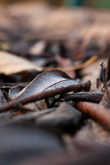 Close-up photo of withered brown leaf laying among numerous of another faded leaves in a park in autumn
