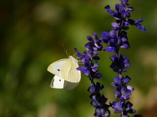 Large white butterfly (Pieris brassicae) on mealycup sage flowers (Salvia farinacea), Warsaw, Poland