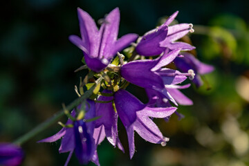 Close up of purple bellflower Rampion (Campanula rapunculus) 