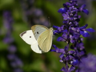 Large white butterfly (Pieris brassicae) on mealycup sage flowers (Salvia farinacea), Warsaw, Poland