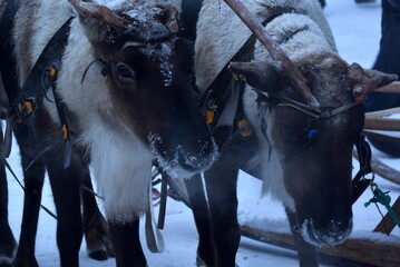 deer of the far North near frame time of year winter. Russian Arctic