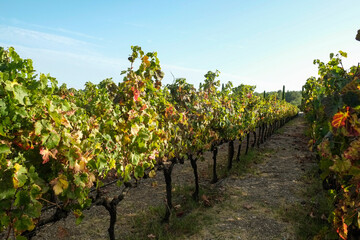 Vineyard in october. Bunches of grapes on branches. Close up, copy space, background.