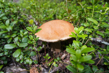 Beautiful edible mushroom in nature. Autumn seasonal plant.