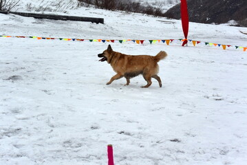 winter games events, sleigh rides and other sports