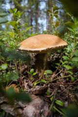 Beautiful edible mushroom in nature. Autumn seasonal plant.