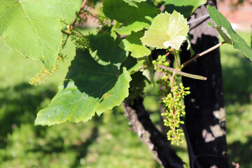 A beautiful vine with grapes at the beginning of growth.