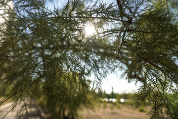 Beautiful green coniferous tree against the background of the sky and sunbeams. Nature and city landscape. Photo background