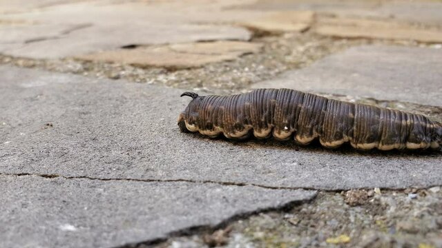 Walking Caterpillar of a sphinx of bindweed,Agrius convolvuli.Young butterfly insect