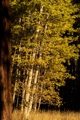 Fall Color Aspens and Ponderosa Pine Trees at Sunset in Autumn