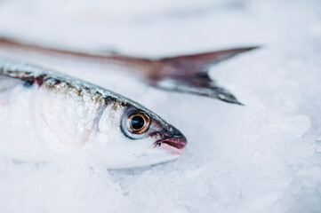 Poisson frais sur un étal de poissonnier au bord du port