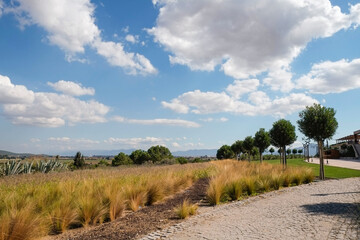 Panoramic view of a field with different types of plants and trees. Copy space for text, background.