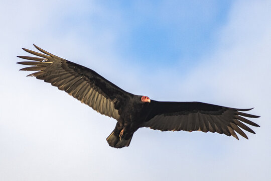 American Vulture