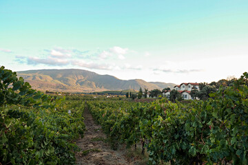 Naklejka premium Vineyard in october. Bunches of grapes on branches. Close up, copy space, background.