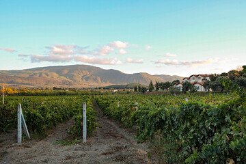 Vineyard in october. Bunches of grapes on branches. Close up, copy space, background.