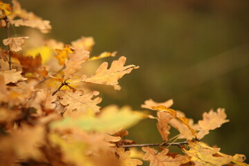 Las z grzybami i mchem jesienią