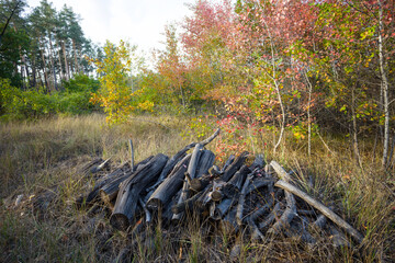 heap of tree log on a forest glade at the sunset, countryside scene