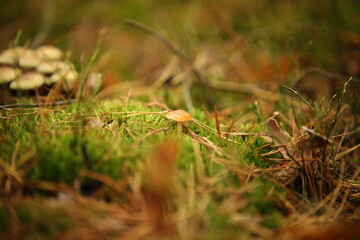 Las z grzybami i mchem jesienią