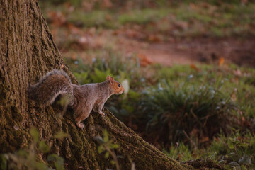 Autumn squirrel on a tree 