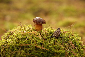 Grzyb z szyszką i mech © Emil