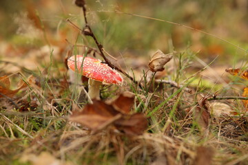Muchomor © Emil