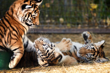 Tiger cubs playing, close-up portraits