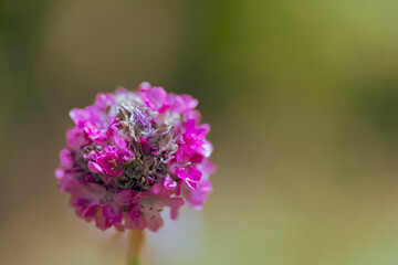 Withering flower Armeria (or living near the sea, maiden's pillow, economy, sea rose) with an ant. Macro, selective focus.